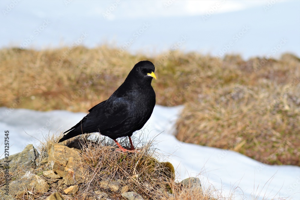 Obraz premium Vogel in den Alpen