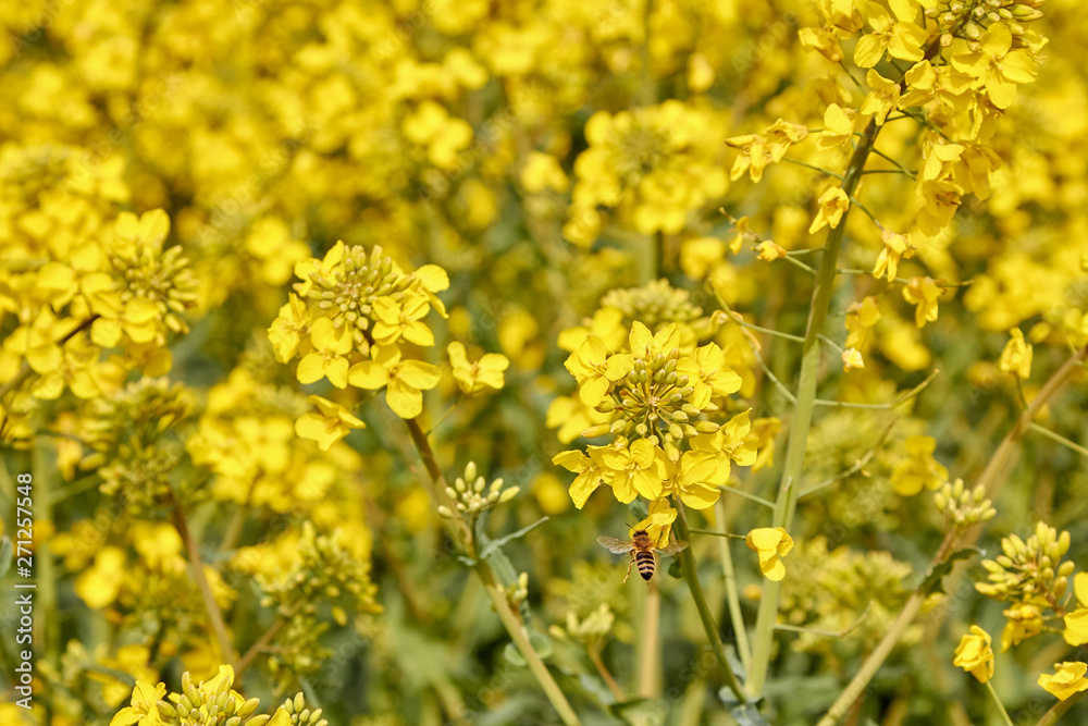 yellow field during rapeseed bloom at the end of May, bee pollinating flowers yellow field during rapeseed bloom at the end of May, bee pollinating flowers
