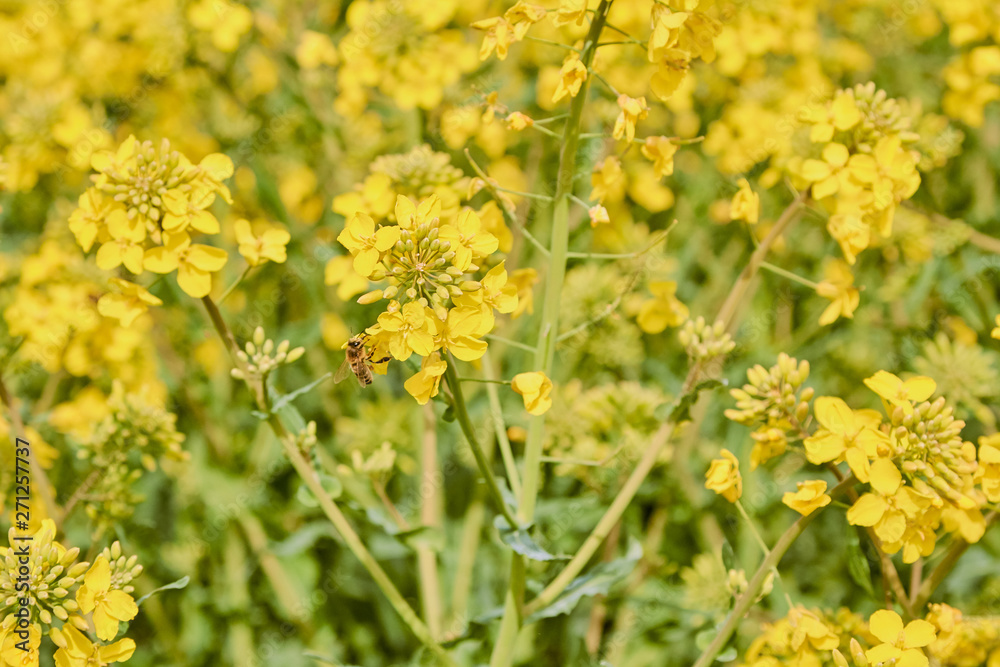 yellow field during rapeseed bloom at the end of May, bee pollinating flowers yellow field during rapeseed bloom at the end of May, bee pollinating flowers