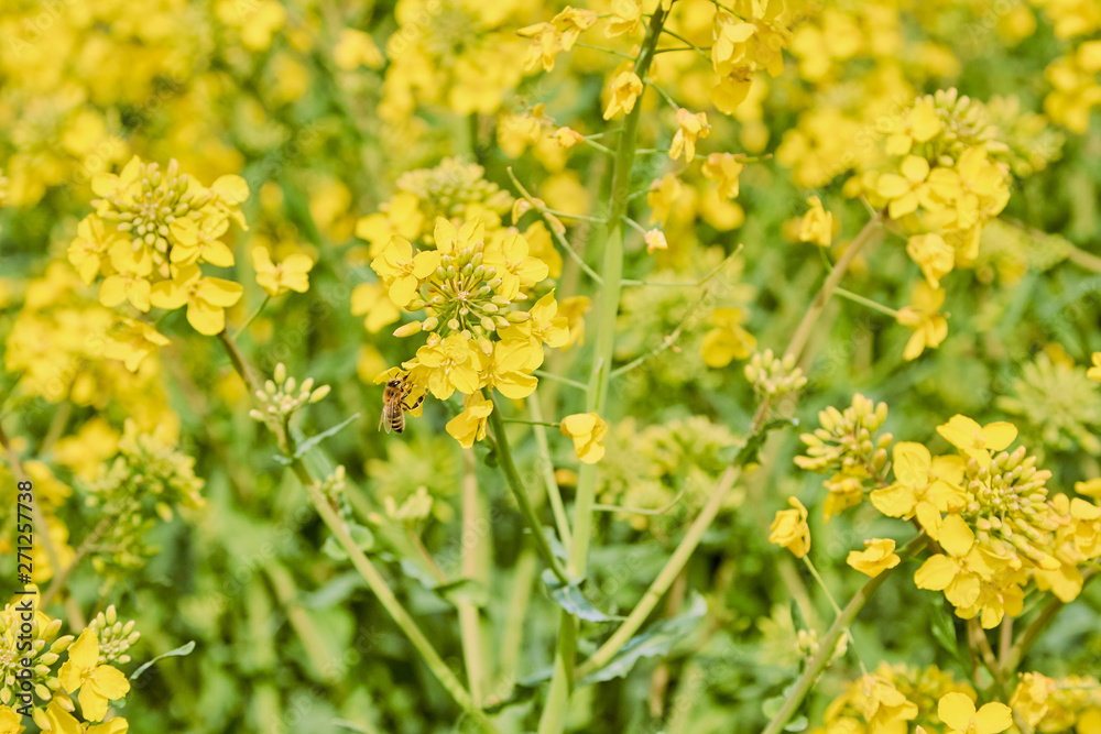 yellow field during rapeseed bloom at the end of May, bee pollinating flowers yellow field during rapeseed bloom at the end of May, bee pollinating flowers