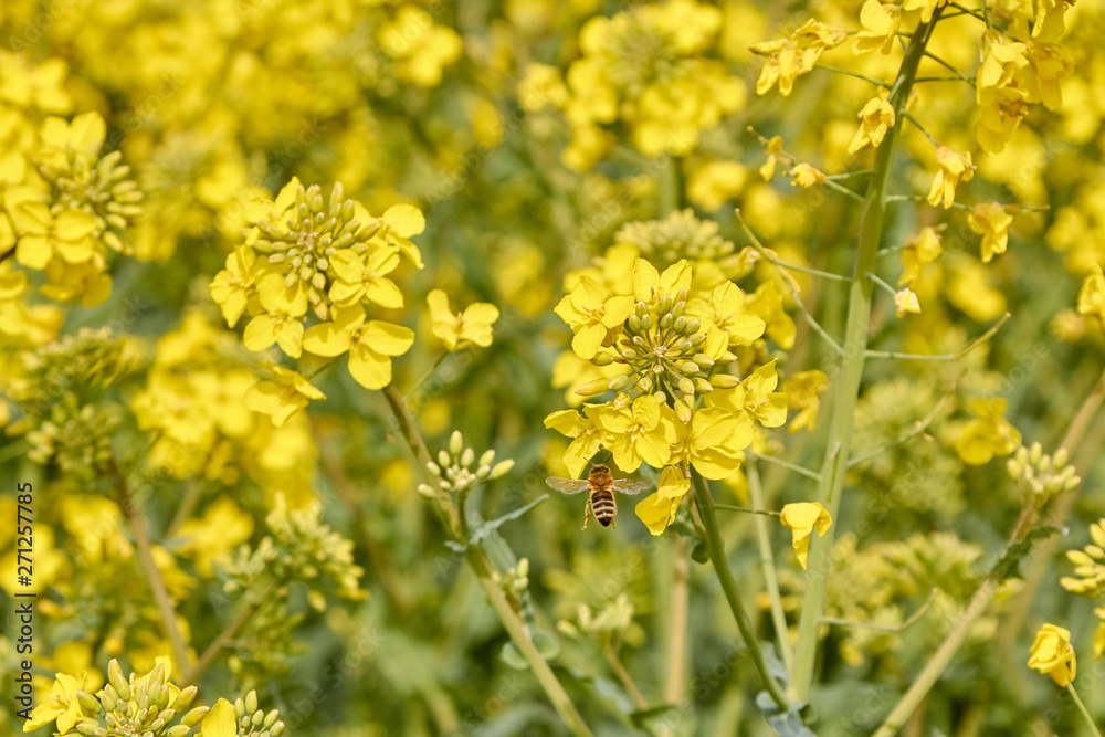 yellow field during rapeseed bloom at the end of May, bee pollinating flowers yellow field during rapeseed bloom at the end of May, bee pollinating flowers