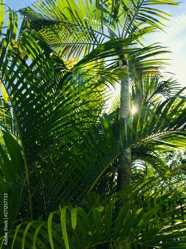 Fototapeta Naklejka Na Ścianę i Meble -  Background image of close up palm tree leaves in florida