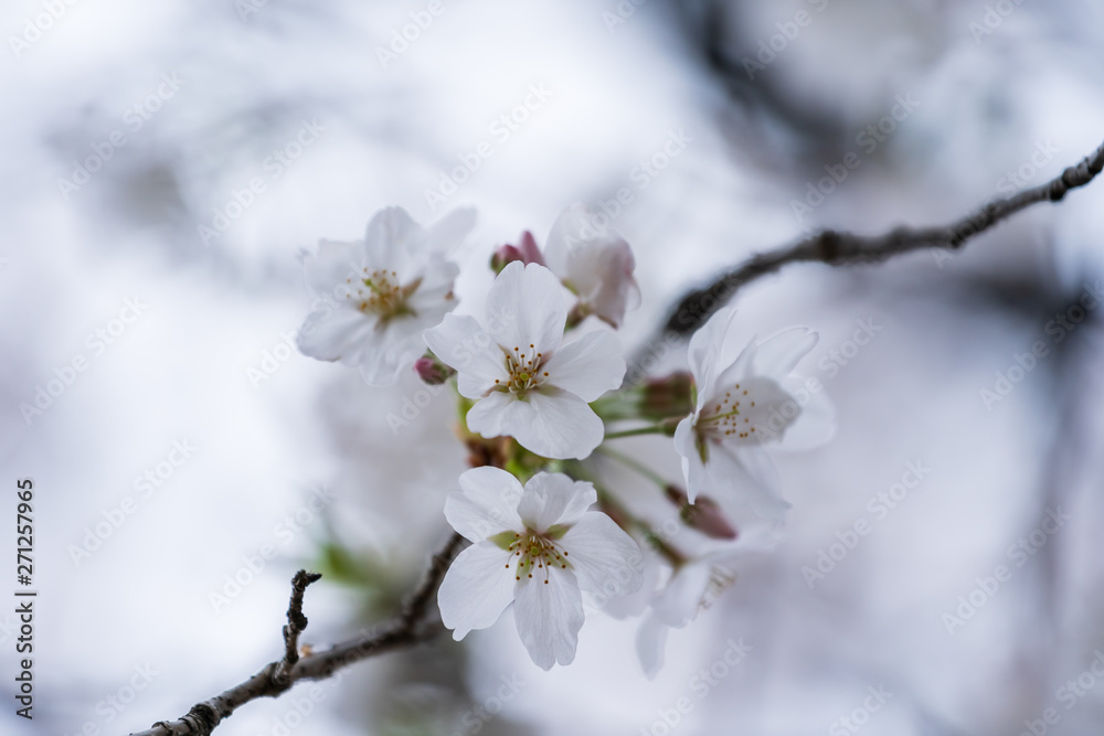 Sakura, Cherry Blossom flower in spring season Sakura, Cherry Blossom flower in spring season