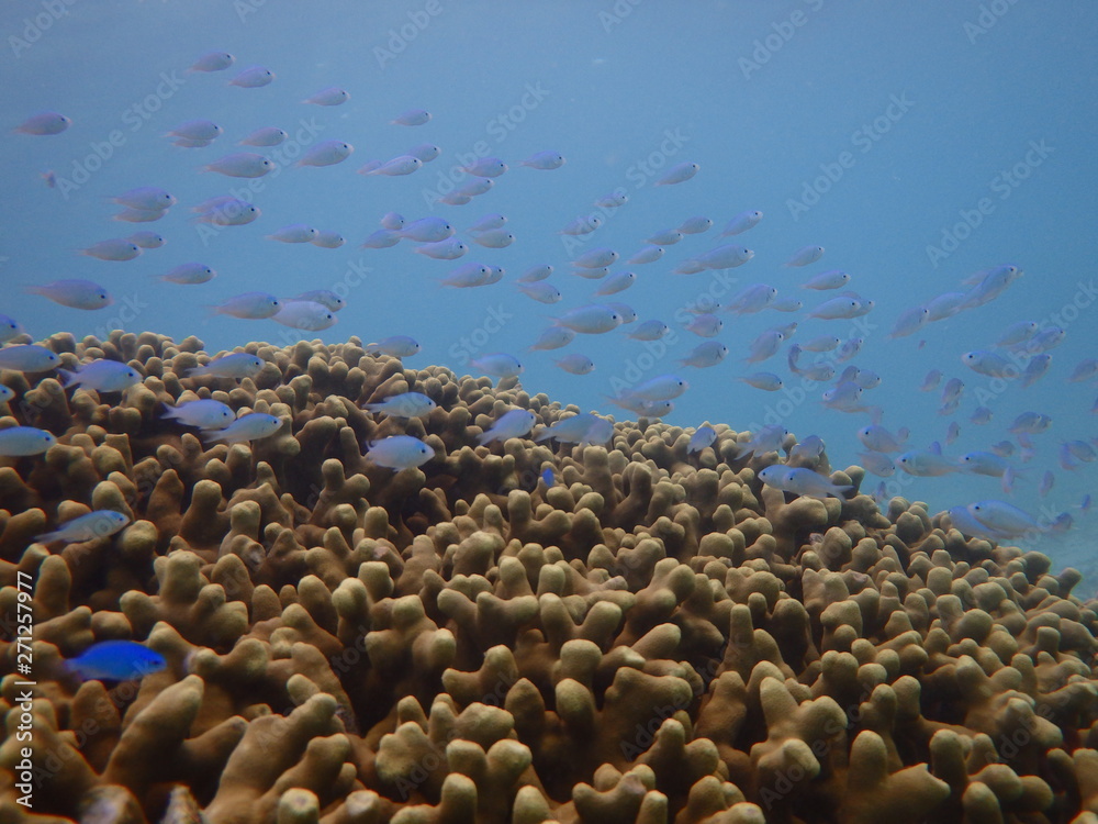 石垣島の海でシュノーケリング 石垣島の海でシュノーケリング