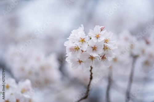 Sakura, Cherry Blossom flower in spring season
