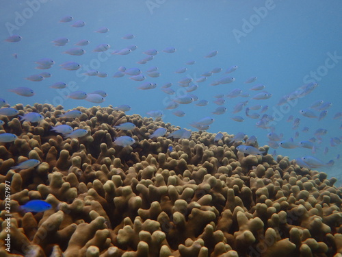 石垣島の海でシュノーケリング
