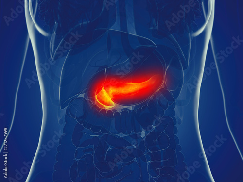 3d rendered medically accurate illustration of a womans pancreas photo