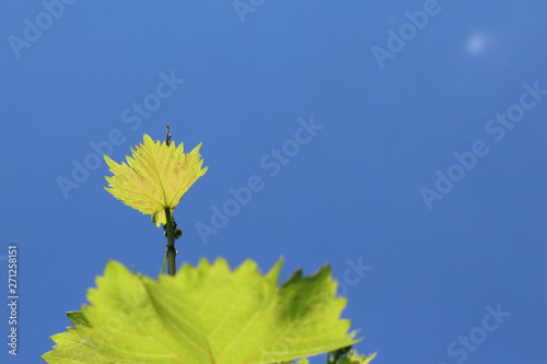 Молодая лоза винограда на фоне синего неба