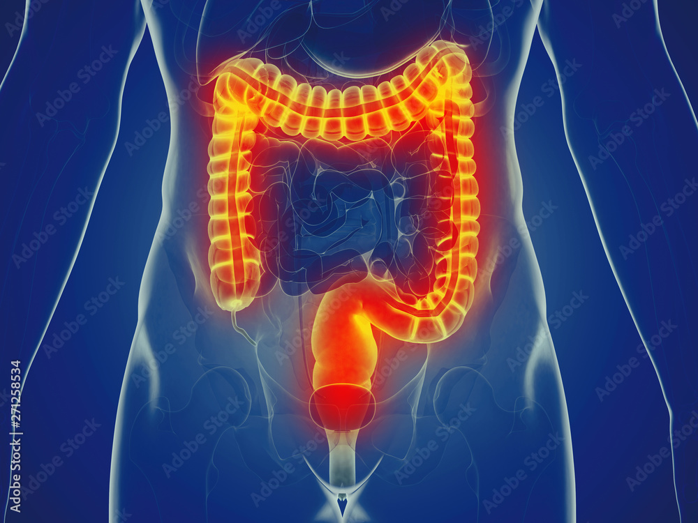 3d rendered medically accurate illustration of a mans large intestine 3d rendered medically accurate illustration of a mans large intestine