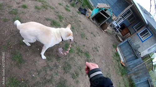 SLOW MOTION - Husky dog jumping in the air and catching a rope bone dog toy in the yard. photo