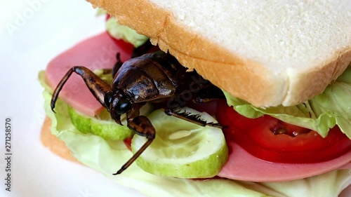 Close up sandwich with fried Giant Water Bug - Lethocerus indicus, fresh vegetables and salami. Toasted bread with edible insect. photo