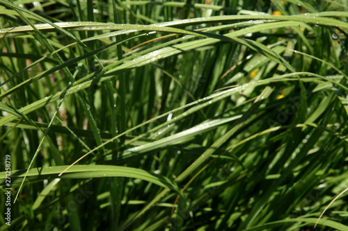 Closeup of the green grass covered dew