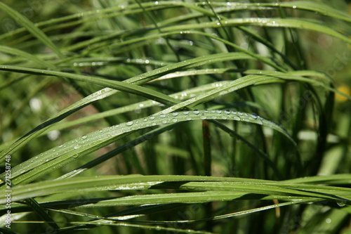 Closeup of the green grass covered dew