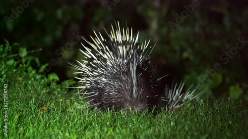 The Malayan porcupine or Himalayan porcupine (Hystrix brachyura). photo