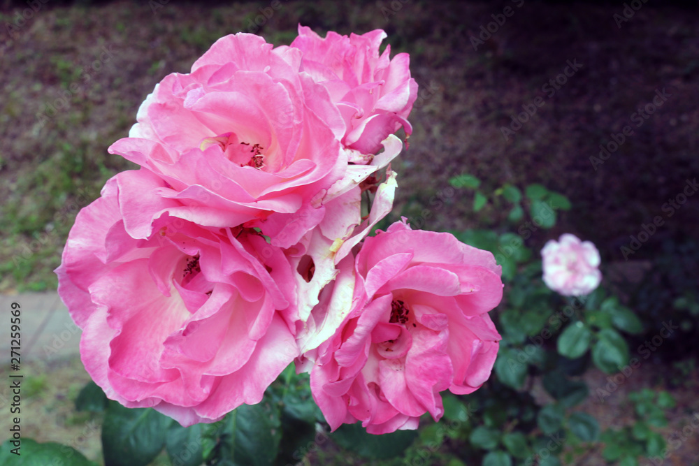 Beautiful delicate rose bud close up 