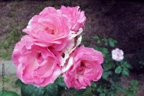 Beautiful delicate rose bud close up 