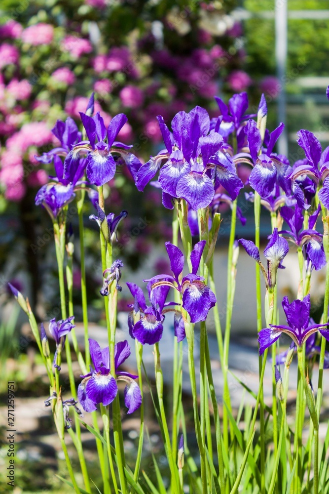 Naklejka premium Iris