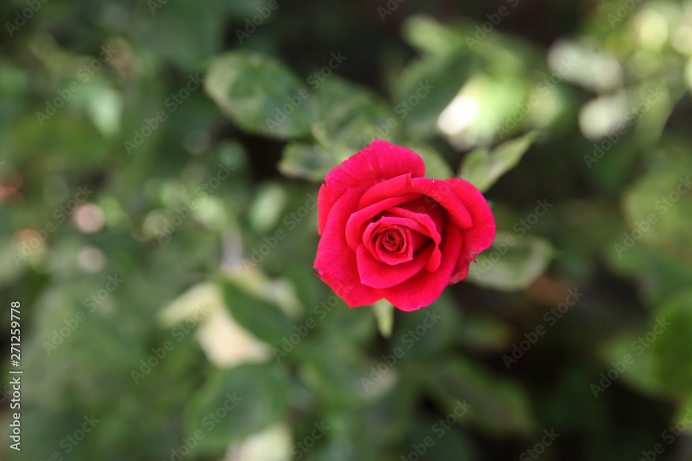 Single rose growing in garden, high angle view Single rose growing in garden, high angle view