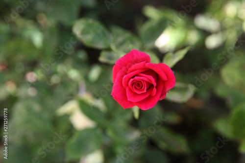 Single  rose growing in garden  high angle view