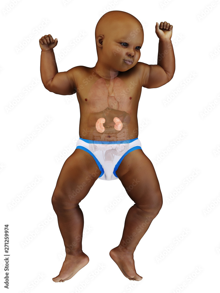 3d rendered medically accurate illustration of a black babys kidneys 3d rendered medically accurate illustration of a black babys kidneys