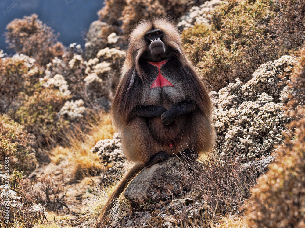 The male Gelada, Theropithecus gelada, in Simien Mountains of Ethiopia