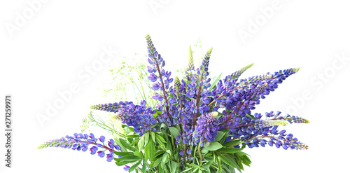 Blue lupines bouquet isolated on white background. Meadow natural wildflowers bouquet.