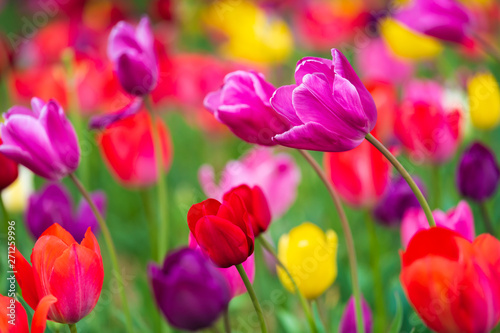 Fototapeta Naklejka Na Ścianę i Meble -  tulips bloom in the garden
