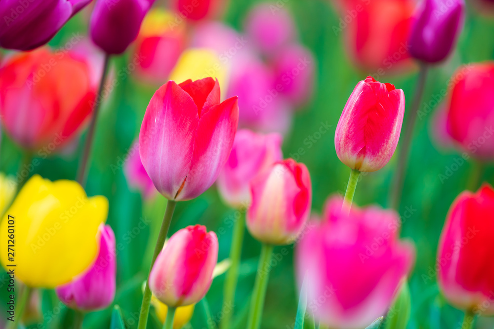 tulips bloom in the garden