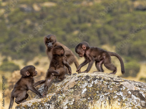 Gelada  Theropithecus gelada  juvenile game  in Simien Mountains of Ethiopia