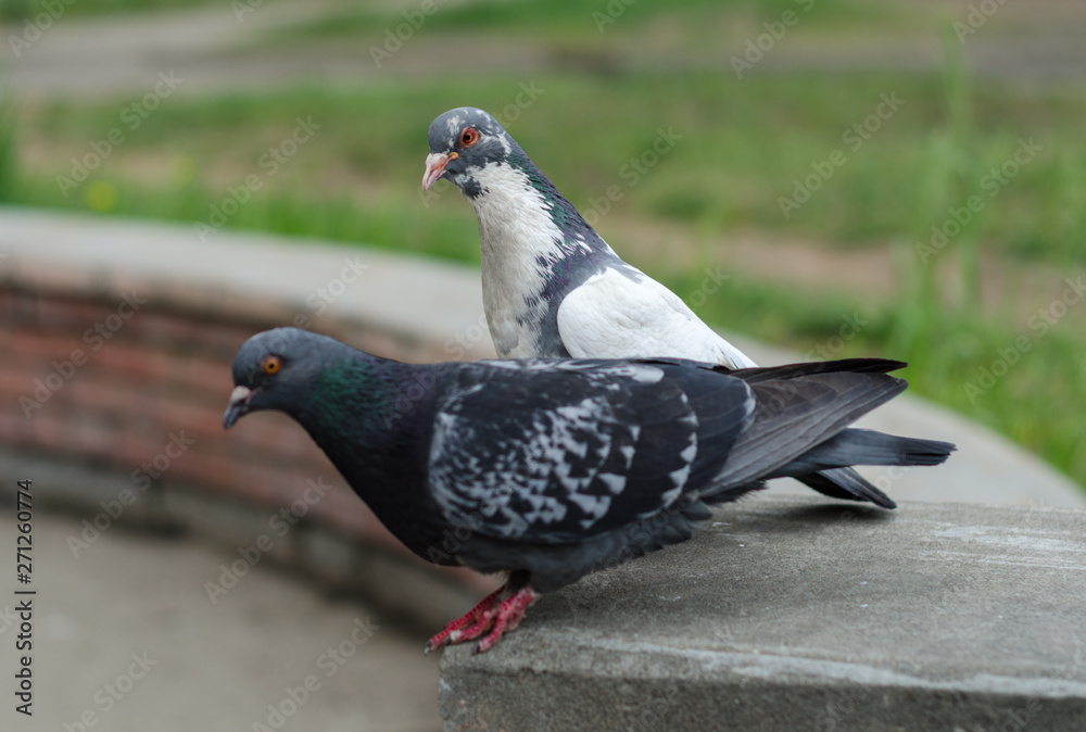 Obraz premium Two beautiful pigeons gray and white in the park