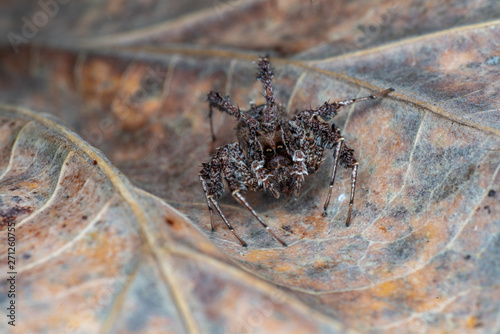 Portia fimbriata, the fringed jumping spider, one of the worlds most intellegent invertebrates, Daintree rainforest, Queensland, Australia