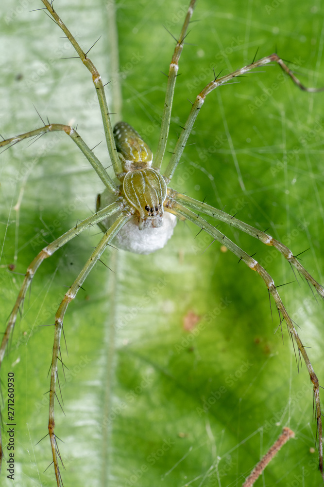 Hygropoda lineata, the northern lined fishing spider, on a leaf in Queensland rainforest, Australia