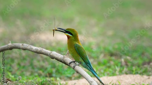 close-up Bird Blue-tailed Bee-eater in nature.