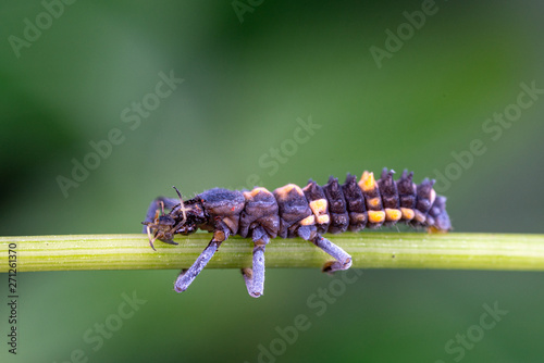 Ladybird beetle larvae, coleoptera, hunting on a blade of grass