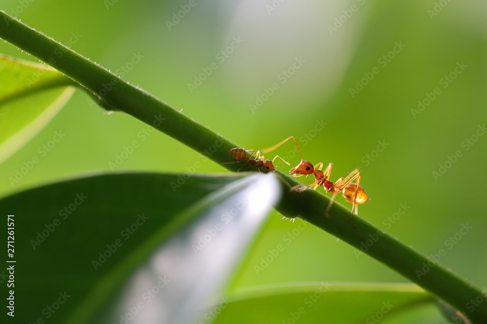 Small ants (Oecophylla smaragdina) climbing on branches. Small ants (Oecophylla smaragdina) climbing on branches.