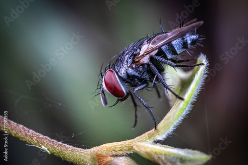 A hairy fly from the family Tachinidae, sitting on a leaf in Queensland rainforest, Australia