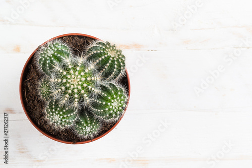 Cactus in flower pot on white, top view.