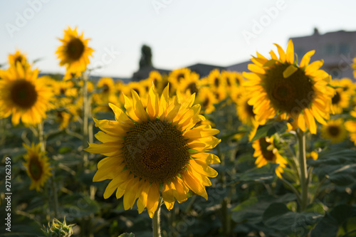 Sunflowers in the evening light © kodymcgregor