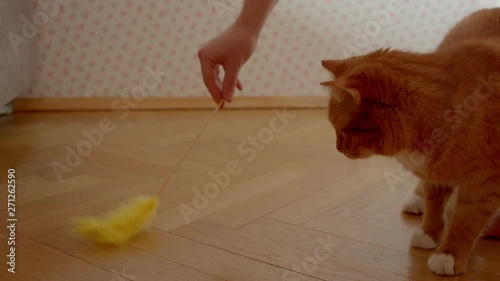 Cute ginger cat trying to catch a tickler being playful and joyful at home.