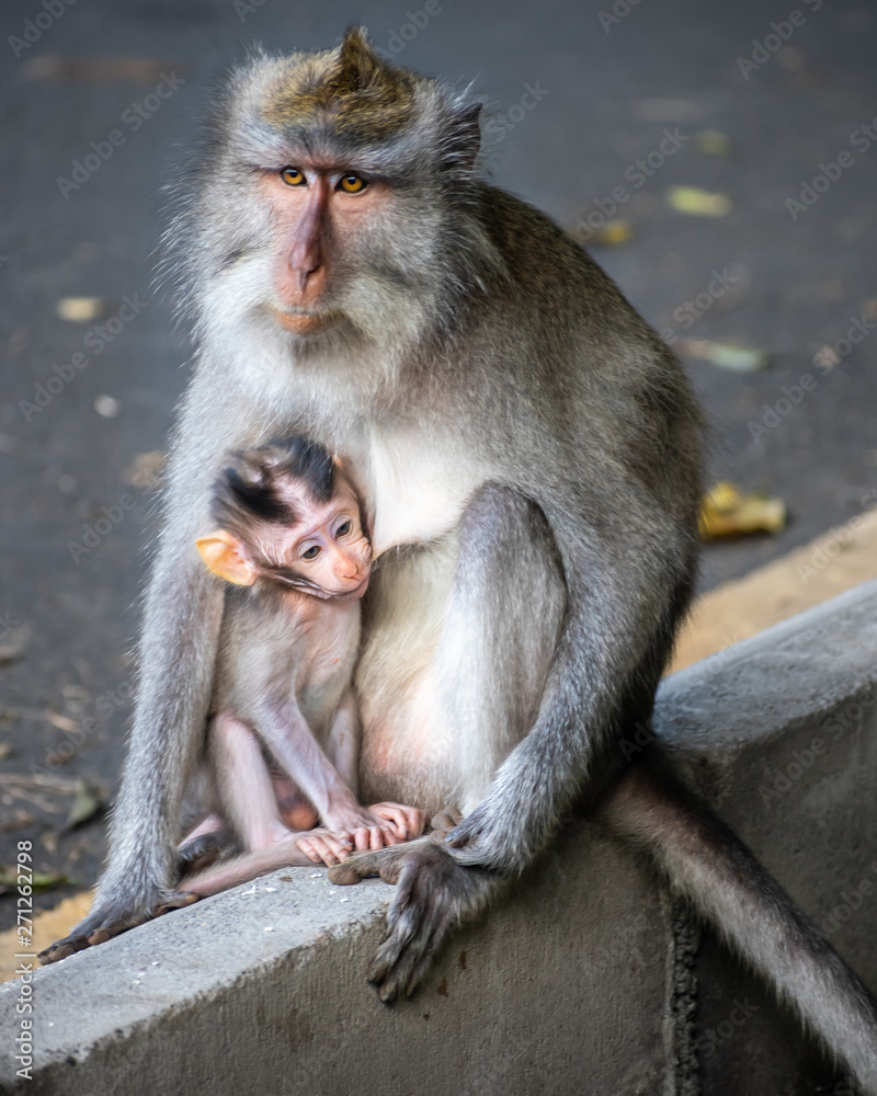 Obraz premium Monkey feeding its baby