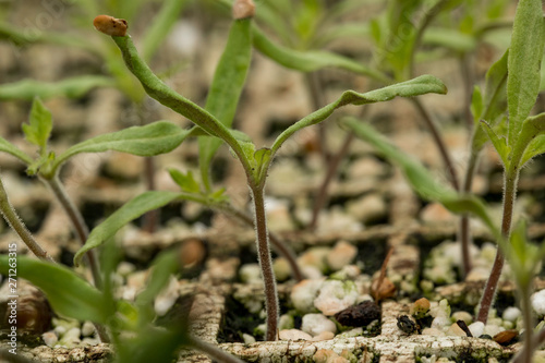 macro de pequeñas plantas en crecimiento en invernadero