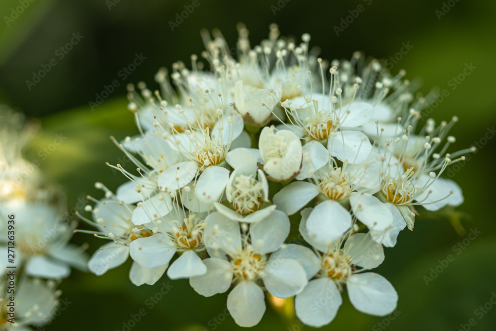 Blooming bush of spirea. Spring time. Spirea blossom Blooming bush of spirea. Spring time. Spirea blossom