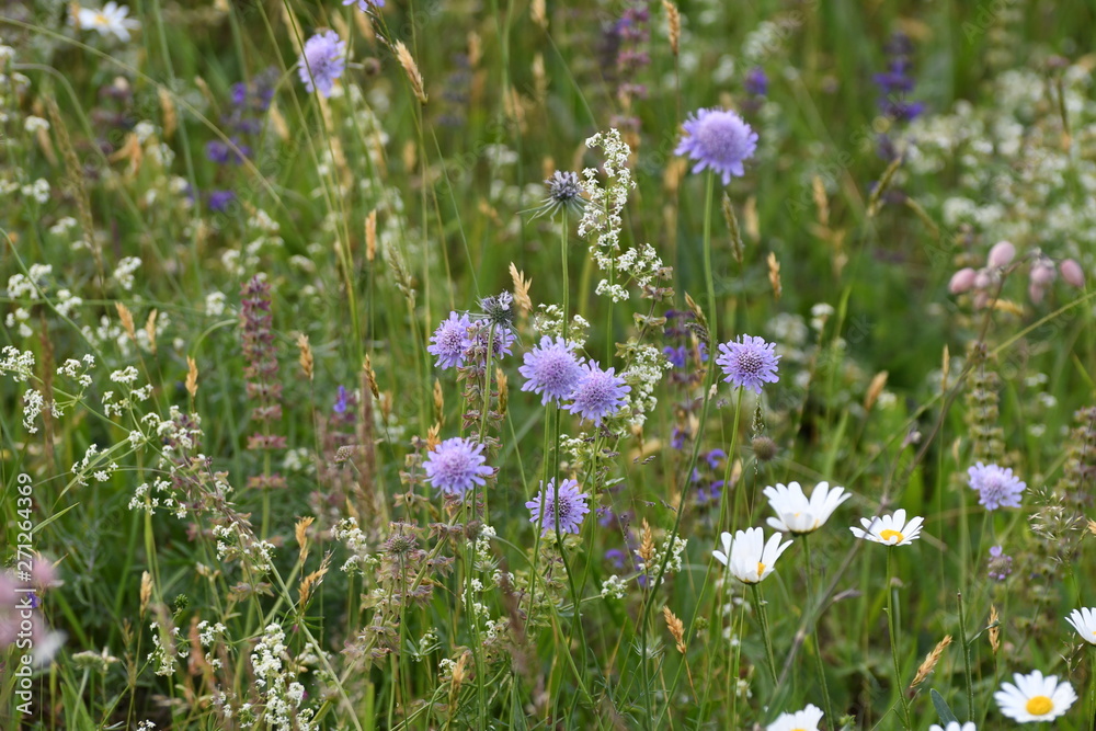Fleures des champs 03 Fleures des champs 03