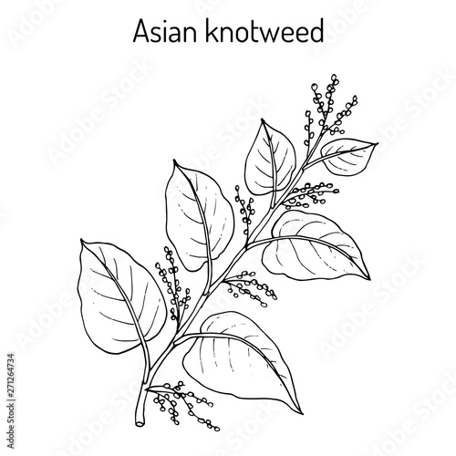 Asian,or Japanese knotweed Fallopia japonica , medicinal plant