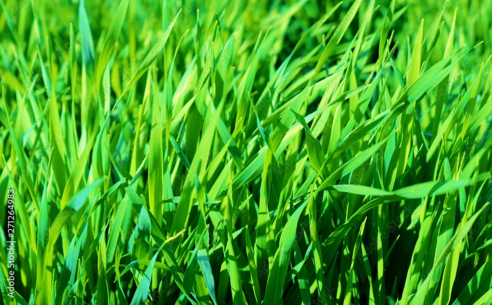 Fototapeta premium 麦 青葉 若葉 春 杤木