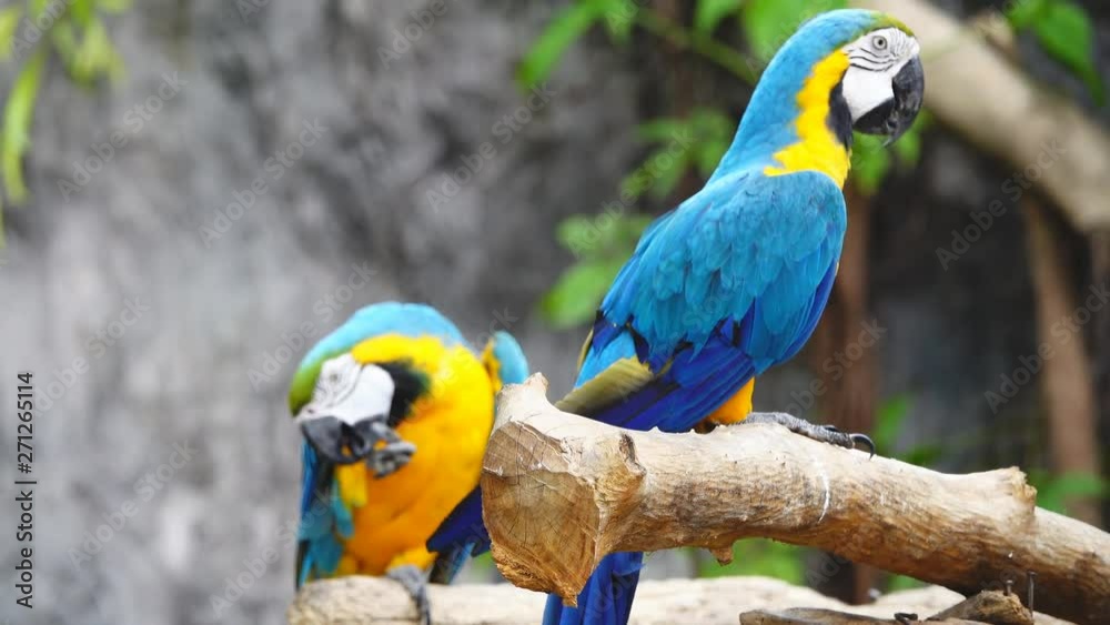 Birds lacking freedom to live in the wild, Macore bird hold on branch, slow motion Birds lacking freedom to live in the wild, Macore bird hold on branch, slow motion