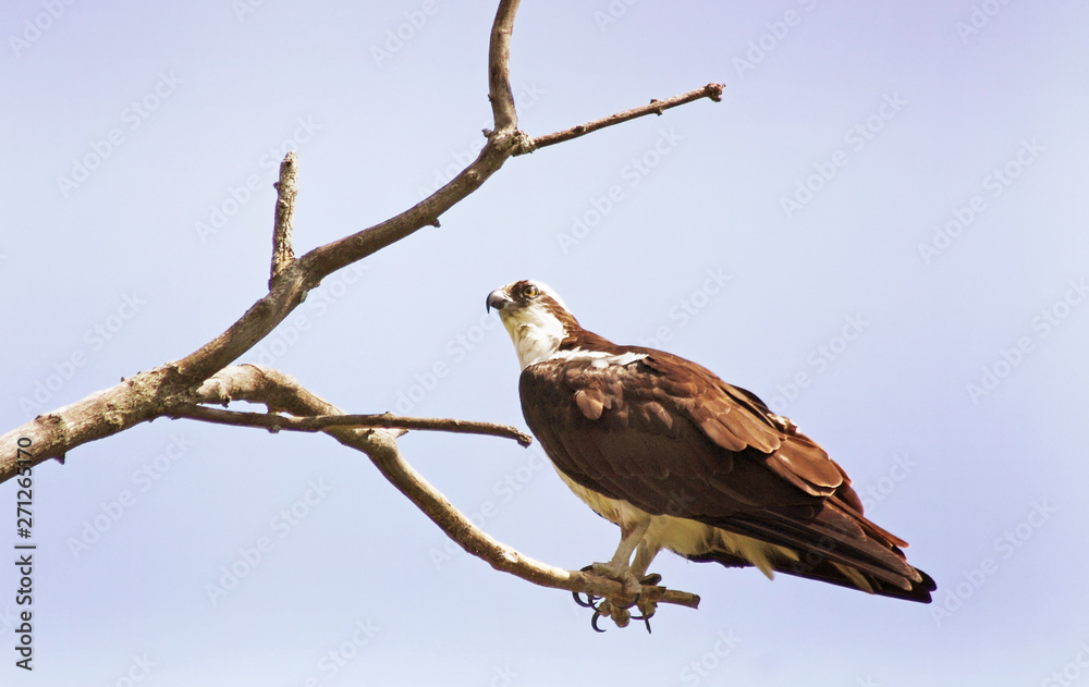 Osprey bird of prey perched on a barren branch Osprey bird of prey perched on a barren branch