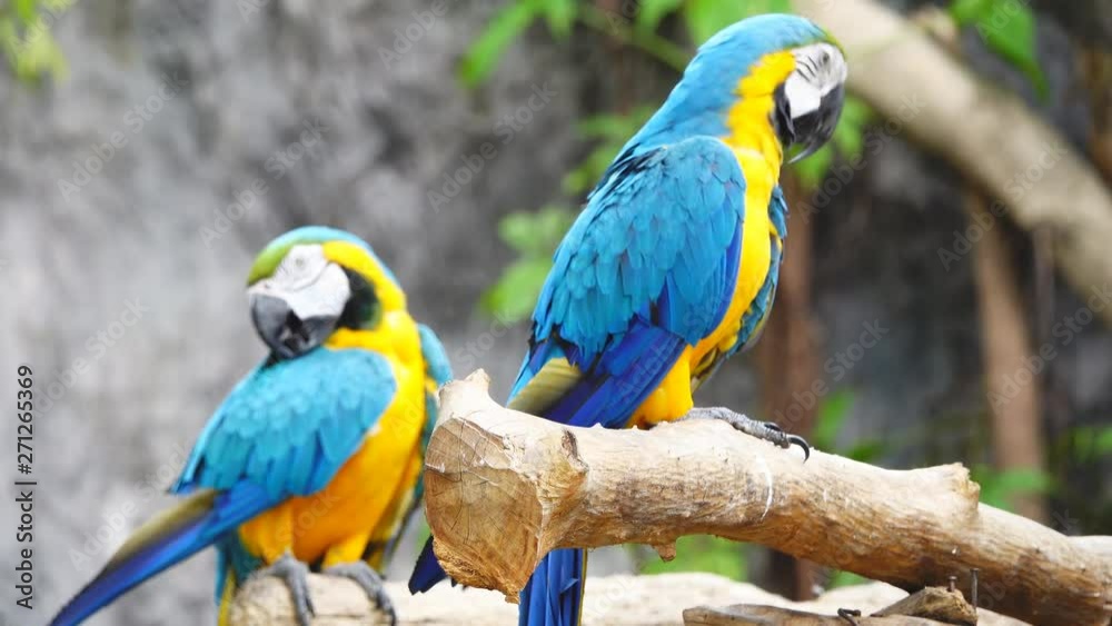 Birds lacking freedom to live in the wild, Macore bird hold on branch, slow motion Birds lacking freedom to live in the wild, Macore bird hold on branch, slow motion