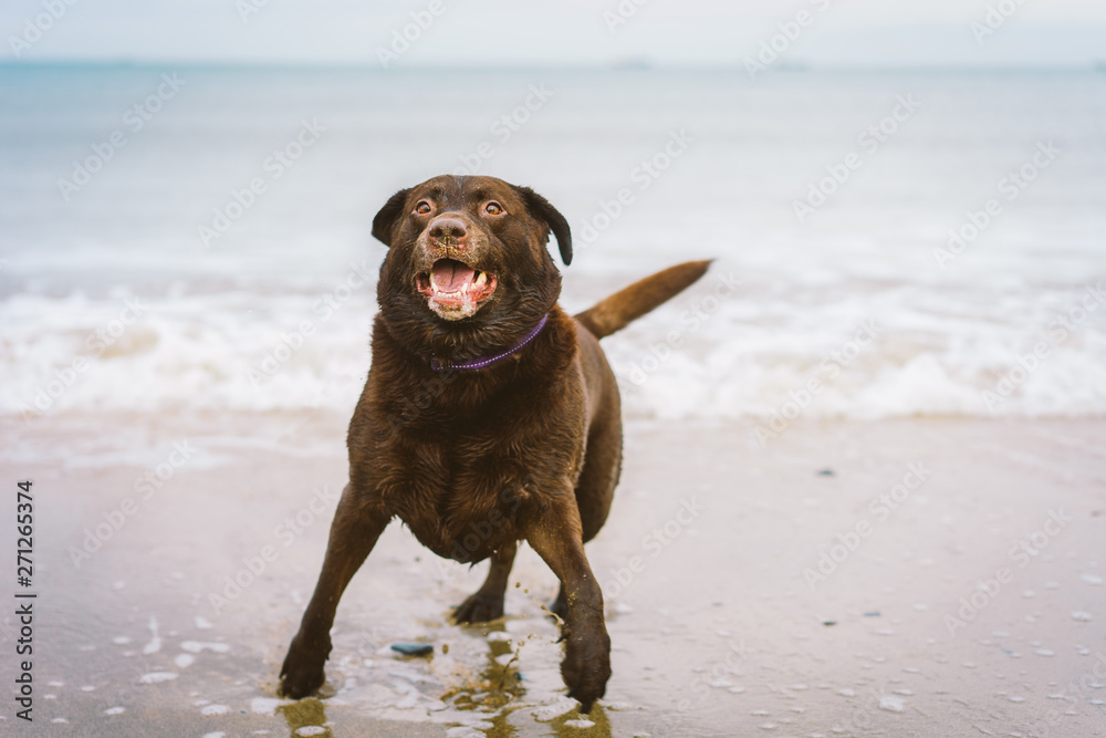 Chocolate Labrador plays on the beach Chocolate Labrador plays on the beach
