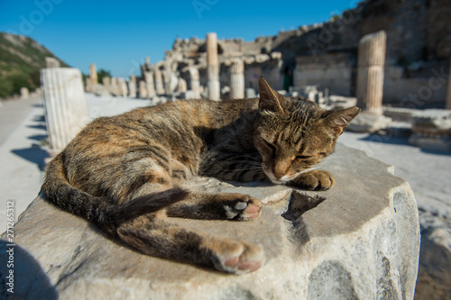 Fotografie A cat lazing in the sun